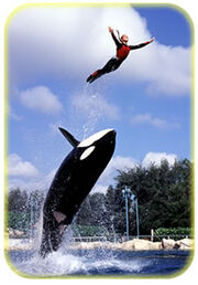 Leap