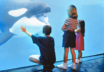 San-antonio-seaworld-whale