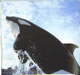 Kasatka