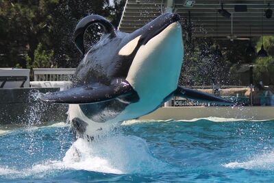 Echobeluga 489847
