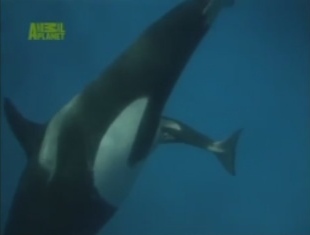 Kohana 3
