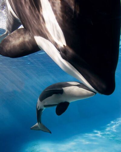 Kalia's calf 37