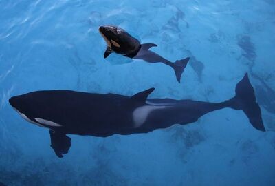Marineland (2)