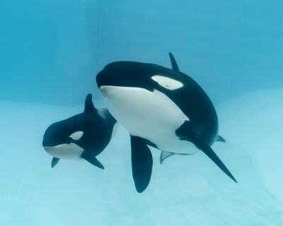 Amaya-kiler-whale
