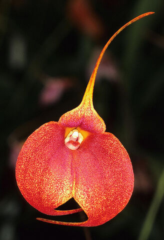 File:Masd. Ibáñez-Behar 'Firecracker'.jpg
