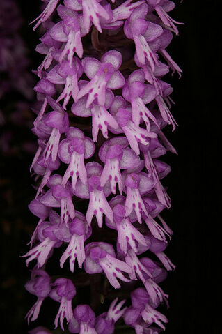 File:Stenoglottis Neptune.jpg