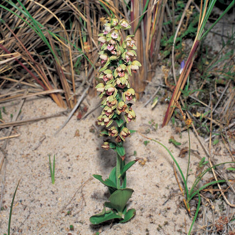 File:Epipactis helleborine neerlandica.jpg