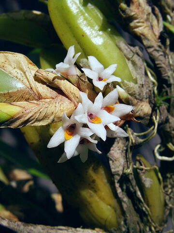 File:Maxillaria brevilabia.jpg