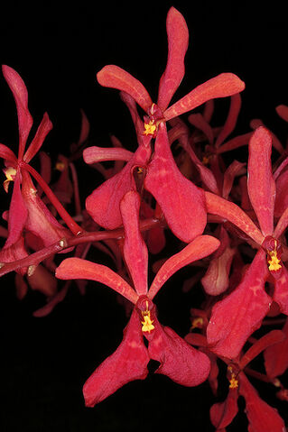 File:Renanthera philippinensis.jpg
