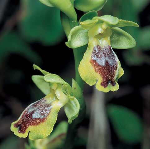 File:Ophrys lutea galilaea.jpg