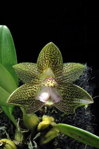 File:Bulb. pectinatum.jpg