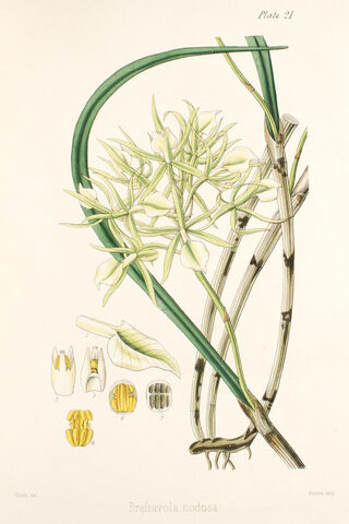 File:Brassavola nodosa plate.jpg