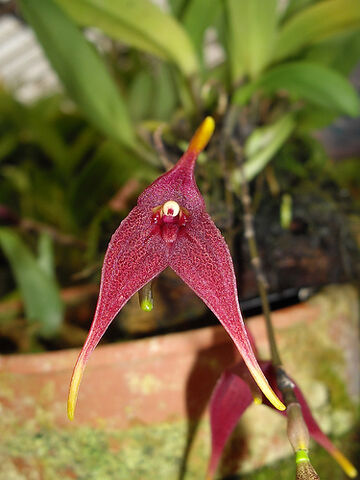 File:Masdevallia dura.jpg