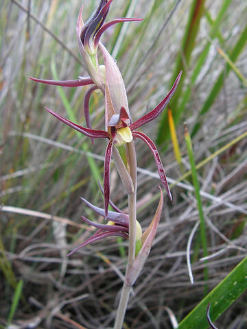 File:Lyperanthus suaveolens.jpg
