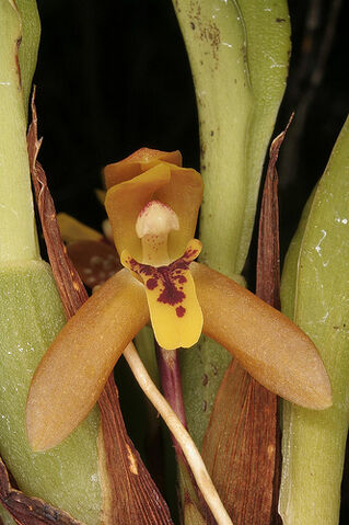 File:Maxillaria acutifolia.jpg