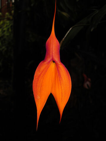 File:Masdevallia veitchiana.jpg