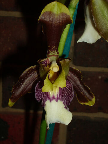 File:Odontoglossum harryanum.jpg