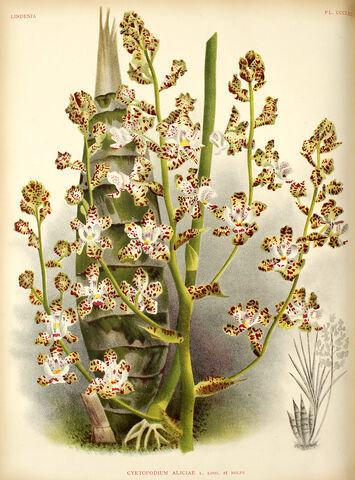 File:Cyrtopodium aliciae plate.jpg
