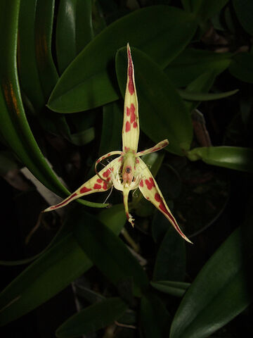 File:Epidendrum criniferum.jpg