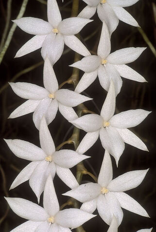 File:Aerangis modesta.jpg
