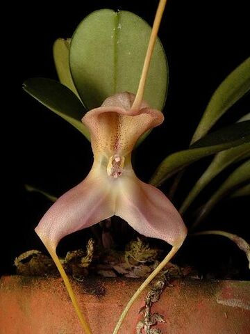File:Masdevallia icterina.jpg