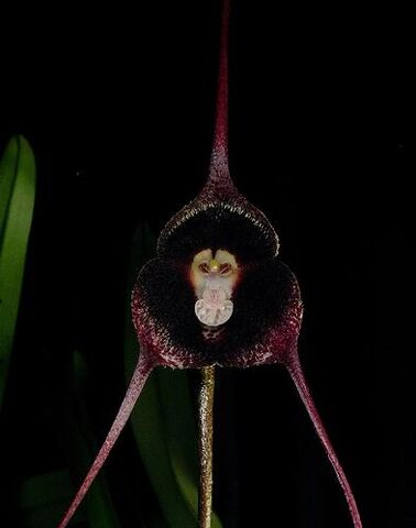 File:Dracula pholeodytes.jpg