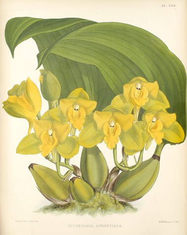 File:Rudolfiella aurantiaca plate.jpg