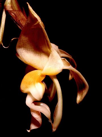 File:Stanhopea lietzei Orchi.jpg