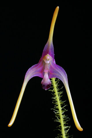 File:Porroglossum muscosum.jpg