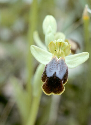 File:Ophrys fusca pallida.jpg