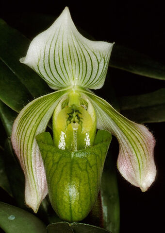 File:Paph. bougainvilleanum.jpg