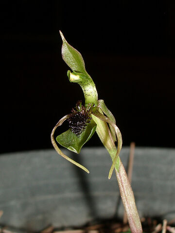 File:Chiloglottis seminuda.jpg