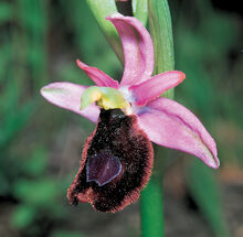 Ophrys flavicans