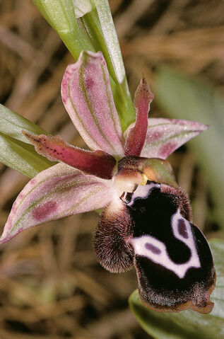 File:Ophrys reinholdii 2.jpg