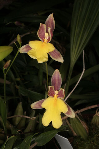 File:Mexicoa ghiesbrechtiana.jpg
