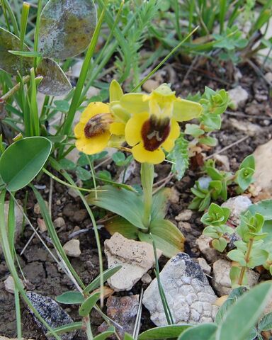 File:Ophrys lutea zingaro.jpg