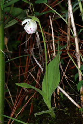 File:Cypripedium wardii habitat.jpg