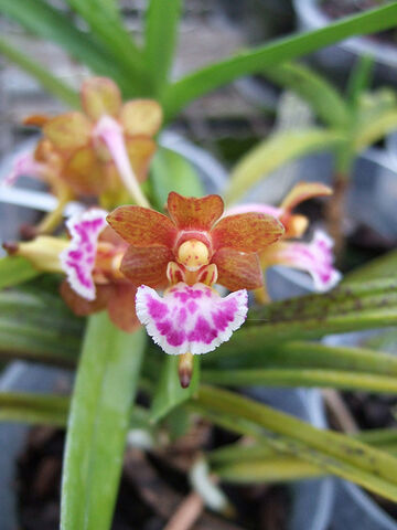 File:Aerides flabellata.jpg