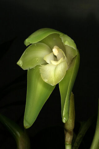 File:Ida fragrans.jpg