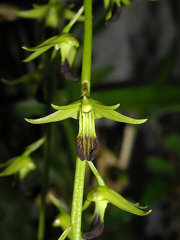 File:Den. hemimelanoglossum.jpg