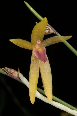 File:Octomeria brevifolia.jpg