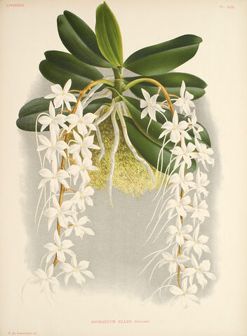 File:Aerangis ellisii plate.jpg