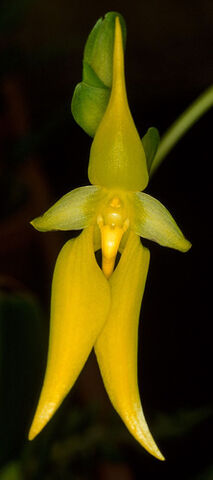 File:Bulb. carunculatum album.jpg