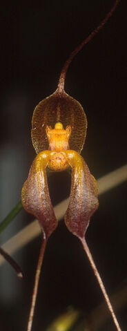 File:Masdevallia alexandri.jpg