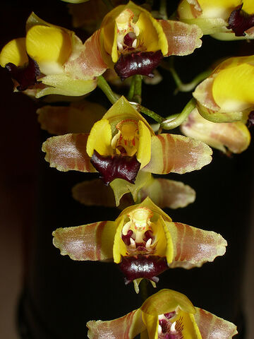 File:Oncidium brunleesianum.jpg