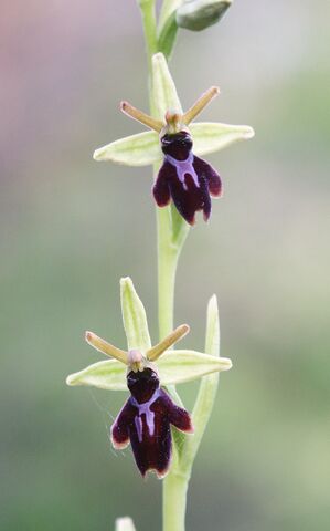 File:Ophrys x hybrida.jpg