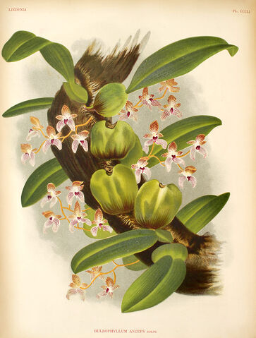 File:Bulbophyllum anceps plate.jpg