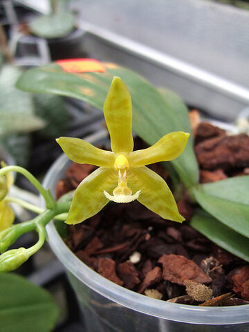 File:Phalaenopsis mannii flava.jpg