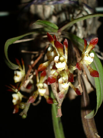 File:Sarcochilus dilatatus.jpg