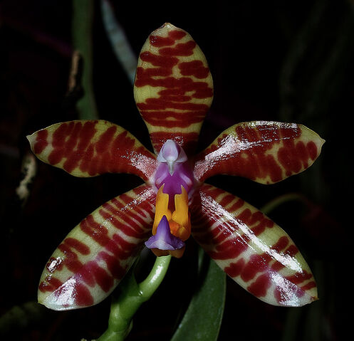 File:Phalaenopsis Spica.jpg